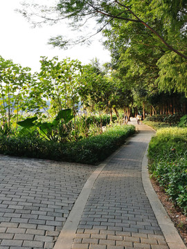 深圳羅湖洪湖公園美景