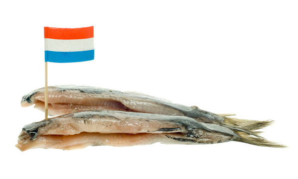 荷蘭鯡魚