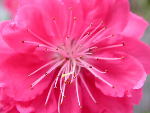 桃花近