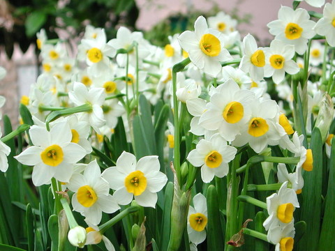 水仙花
