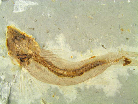 魚化石
