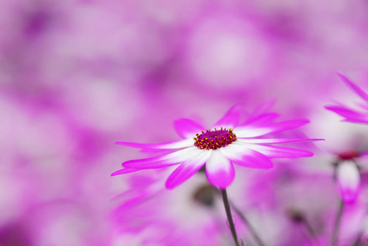 春天的五顏六色的花朵