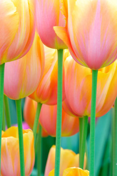 花園里的花