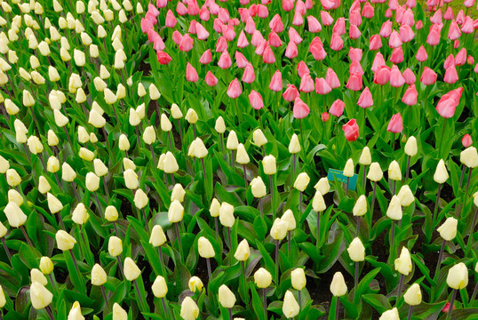 花園里的花