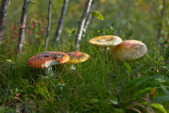 紅飛傘菌- Amanita muscaria