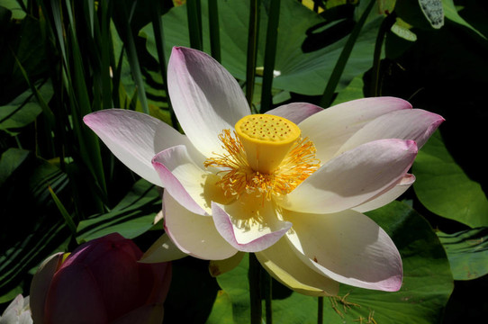 蓮花