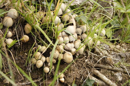 野生蘑菇