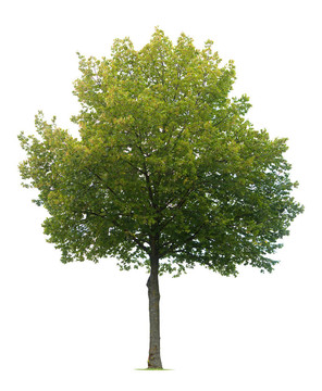 孤立Linden Tree