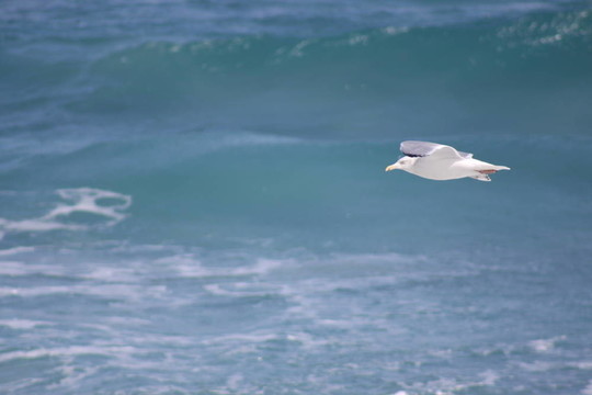 海鳥(niǎo)飛翔