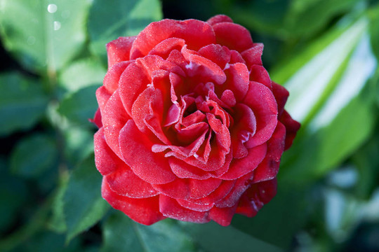花園里的玫瑰