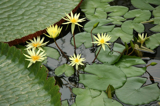 冬季花園-域；奧克蘭；新西蘭