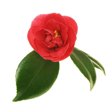 紅茶花