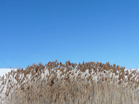 冬天bullrushes