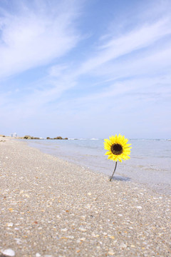 向日葵的海岸
