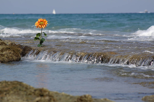 橙色海洋太陽花景觀