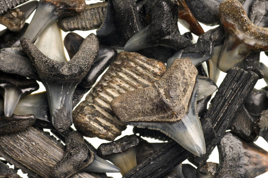 鯊魚牙齒化石白色隔離