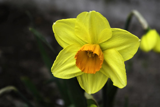 水仙花