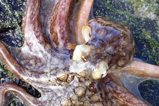 章魚