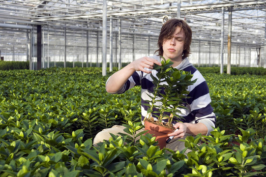 對(duì)盆栽植物