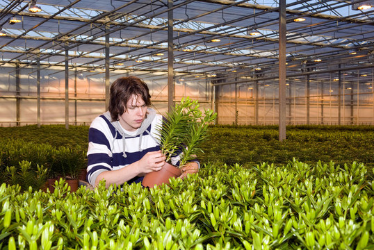 檢查植物