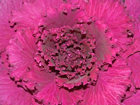 羽衣甘藍(lán)