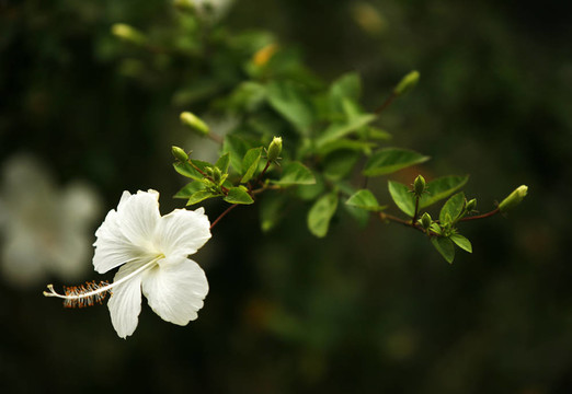 美麗的花