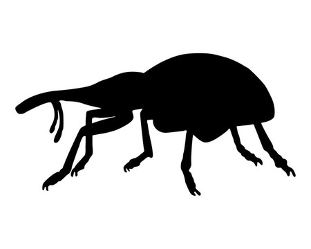 Weevil（象鼻）
