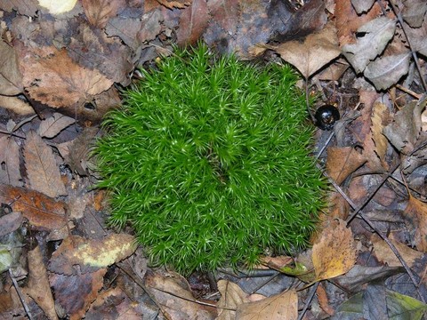 秋天樹葉上的苔蘚
