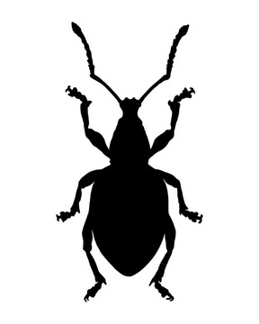 Weevil（象鼻）