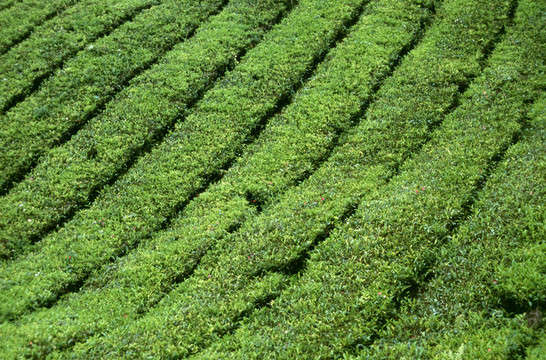金馬倫高地茶葉種植園在馬來西亞