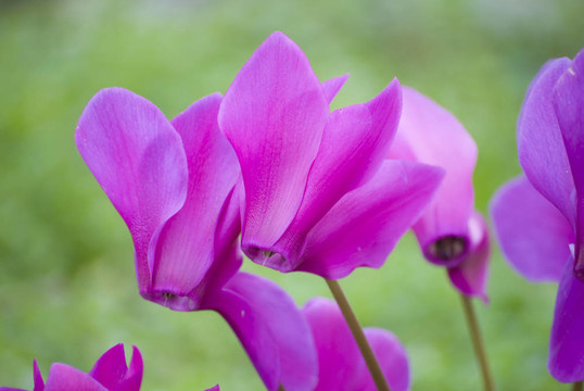 仙客來(lái)的花