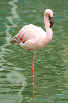 孤獨(dú)