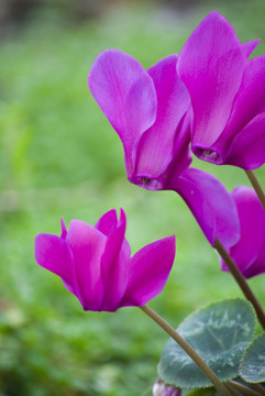 仙客來(lái)的花