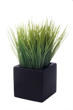 室內植物
