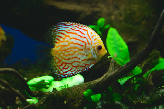 魚缸中的橙色七彩魚