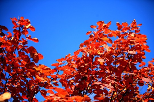 香山紅葉
