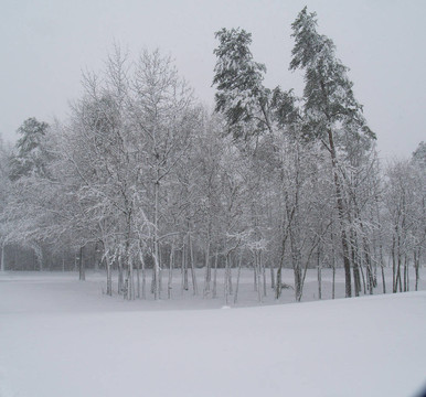 吹雪樹