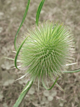 冠薊