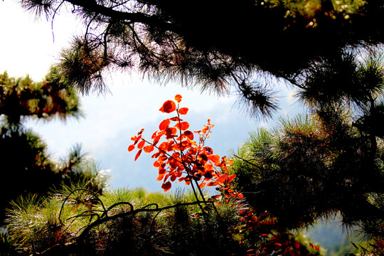紅葉