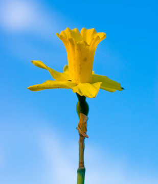 水仙花摘要