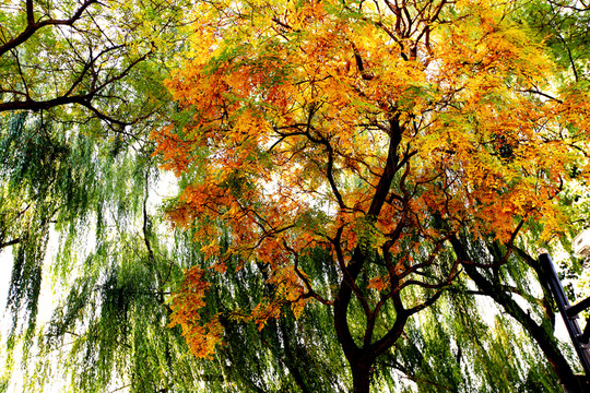 楓紅柳綠