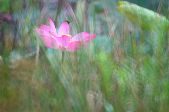 蓮花