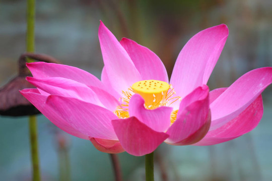 蓮花