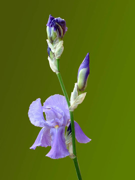 丁香鳶尾花
