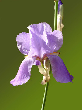 鳶尾花