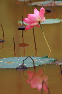 蓮花