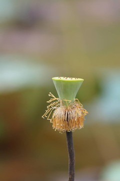 蓮花