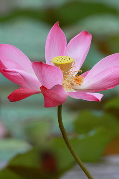 蓮花