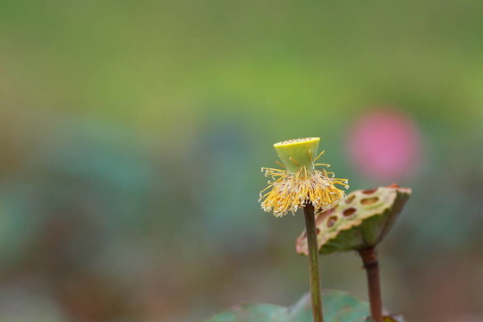 蓮花