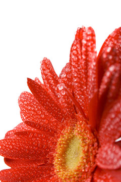 紅太陽(yáng)